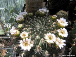 Gymnocalycium saglionis